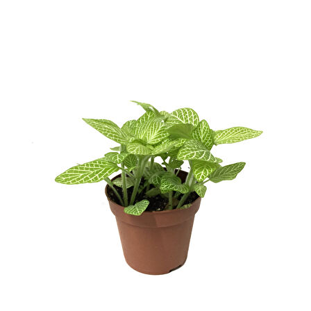 Fittonia - Yeşil Beyaz (Fitonya Çiçeği)