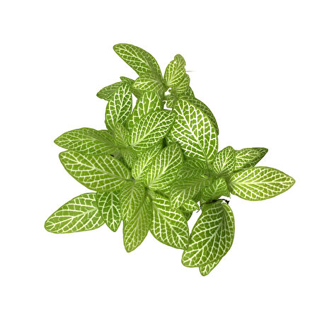 Fittonia - Yeşil Beyaz (Fitonya Çiçeği)