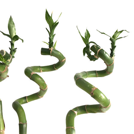 Lucky Bamboo (Şans Bambusu) (1 Adet)