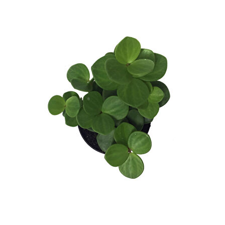 Peperomia Tetraphylla 'Hope' (Umut Sarmaşığı)