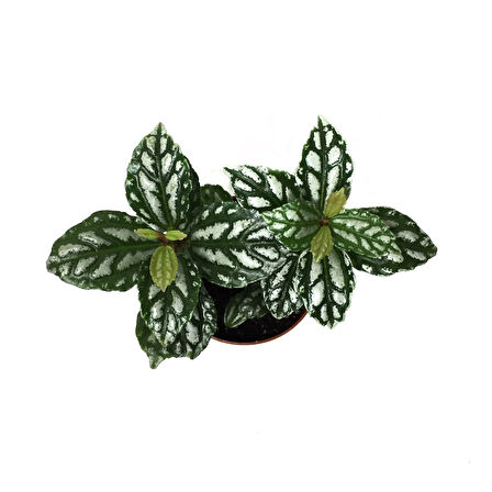 Pilea Cadierei