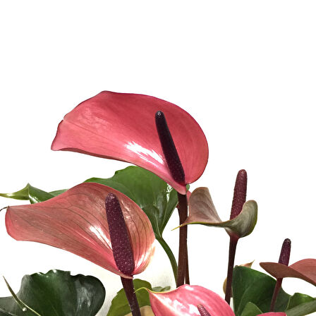 Anthurium Andraeanum 'Cherry' (Flamingo Çiçeği)