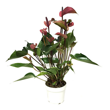 Anthurium Andraeanum 'Cherry' (Flamingo Çiçeği)