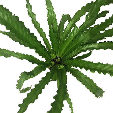 Asplenium Antiquum 'Osaka' (Eğrelti Otu)