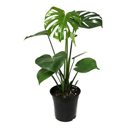 Monstera Deliciosa (Deve Tabanı)