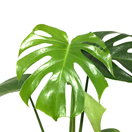 Monstera Deliciosa (Deve Tabanı)