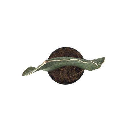 Sansevieria Masoniana 'Congo' (Paşa Kılıcı)