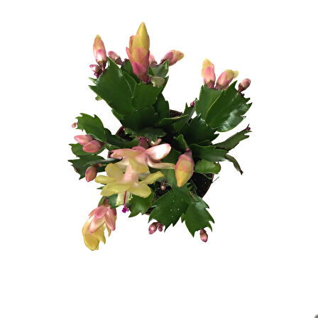 Schlumbergera 'Yellow' (Yılbaşı Çiçeği)