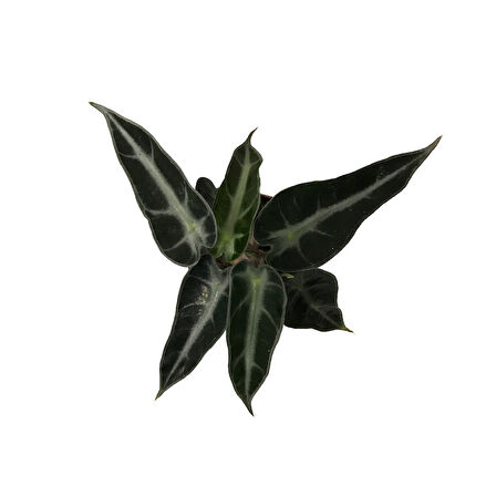 Alocasia Bambino (Fil Kulağı)