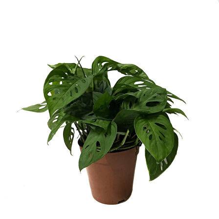 Monstera Adansonii 'Laniata' (Deve Tabanı)