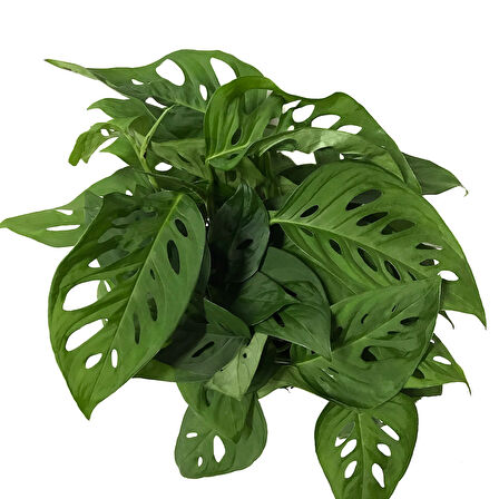 Monstera Adansonii 'Laniata' (Deve Tabanı)