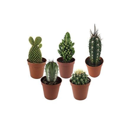 Kaktüs (5'li Set)
