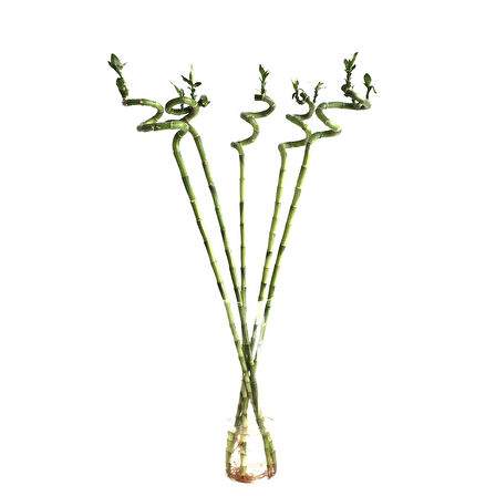 Lucky Bamboo (Şans Bambusu) (10 Adet)