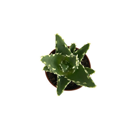 Aloe Mitriformis (Kaktüs)