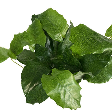 Calathea Musaica ‘Network’ (Dua Çiçeği)