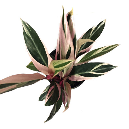 Calathea Triostar (Dua Çiçeği)