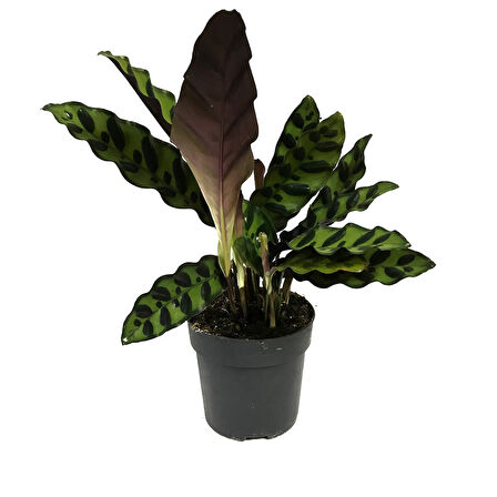 Calathea Lancifolia (Dua Çiçeği)