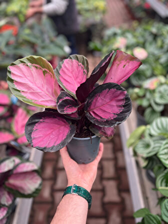 Calathea Picturata 'Crimson' (Dua Çiçeği)