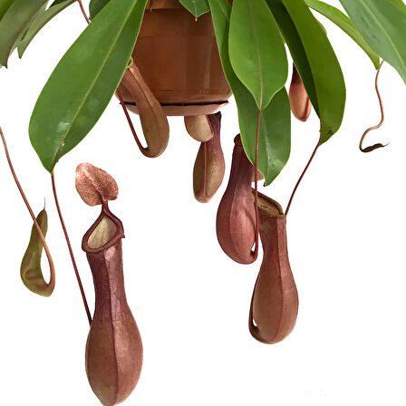 Nepenthes Alata (Su İbriği Bitkisi)