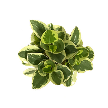 Peperomia Obtipan 'Bicolor'