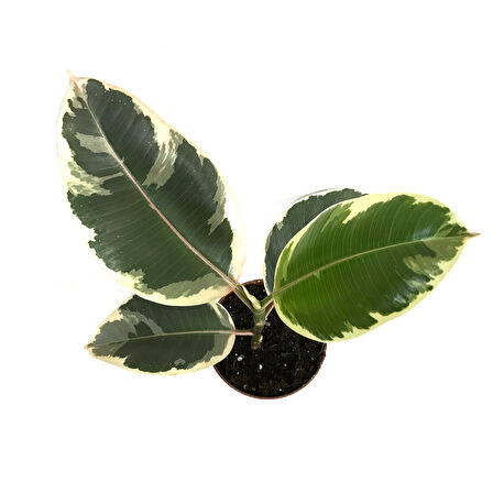 Ficus Elastica 'Tineke' (Kauçuk Çiçeği)