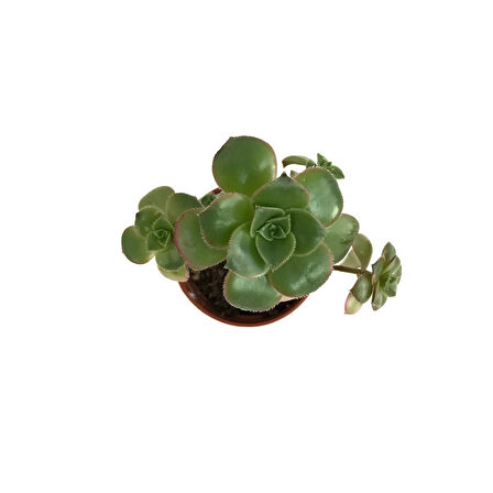 Aeonium Kiwi (Sukulent)