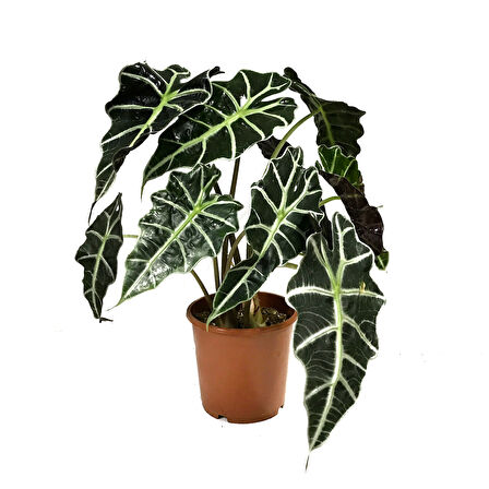 Alocasia Amazonica ‘Polly’ (Fil Kulağı)