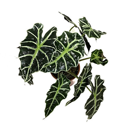 Alocasia Amazonica ‘Polly’ (Fil Kulağı)