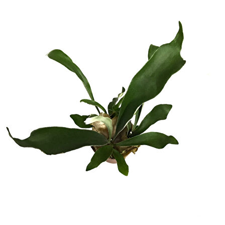 Platycerium Bifurcatum (Geyik Boynuzu)