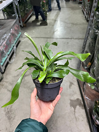 Platycerium Bifurcatum (Geyik Boynuzu)