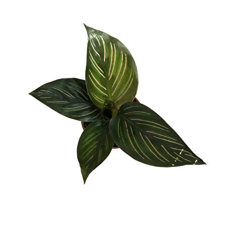 Calathea 'Beauty Star' (Dua Çiçeği)