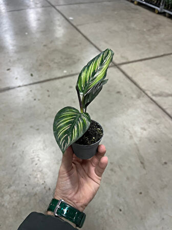 Calathea 'Beauty Star' (Dua Çiçeği)