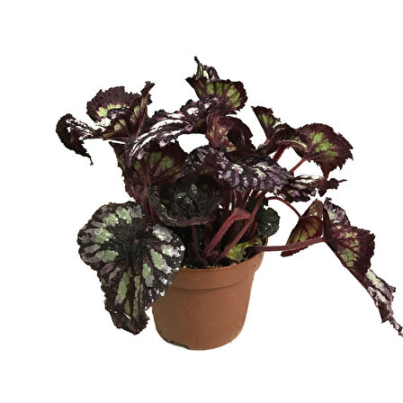 Begonia Rex 'Yamileth' (Begonya)