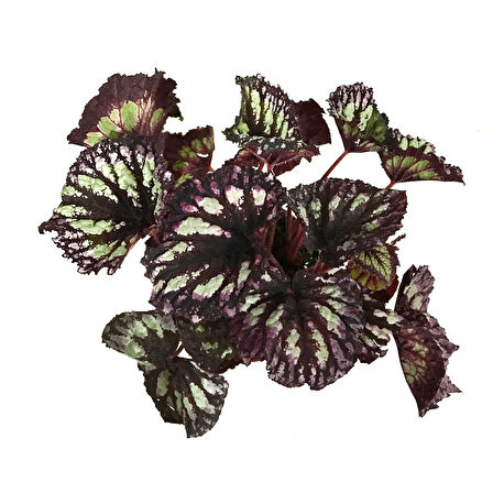 Begonia Rex 'Yamileth' (Begonya)