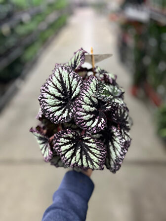 Begonia Rex 'Yamileth' (Begonya)