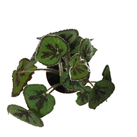 Begonia Masoniana (Begonia Çiçeği)