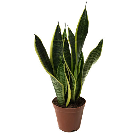 Sansevieria Trifasciata (Paşa Kılıcı)