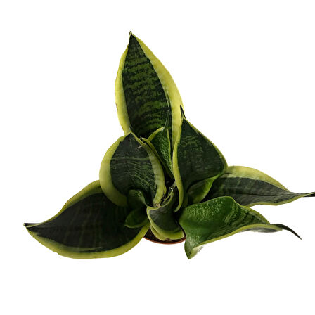 Sansevieria Trifasciata (Paşa Kılıcı)