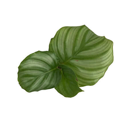 Calathea Orbifolia (Dua Çiçeği)