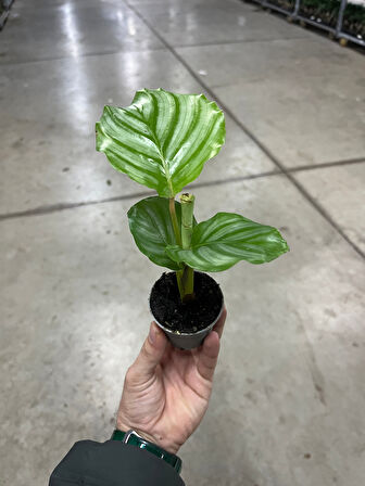 Calathea Orbifolia (Dua Çiçeği)