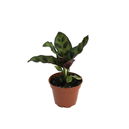 Calathea Lancifolia (Dua Çiçeği)