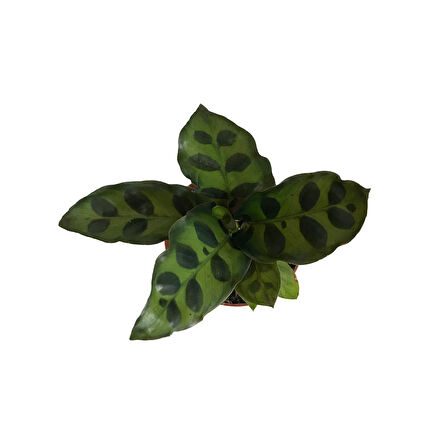 Calathea Lancifolia (Dua Çiçeği)