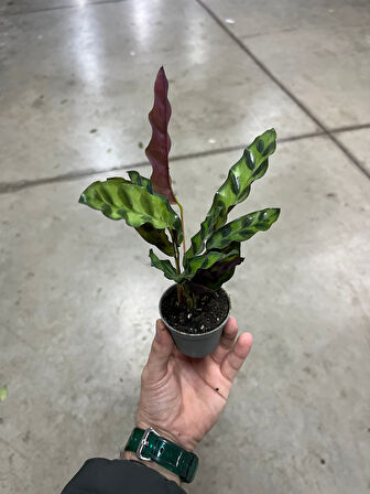 Calathea Lancifolia (Dua Çiçeği)