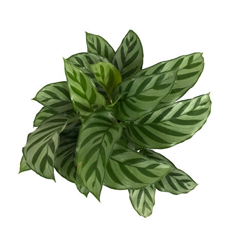 Calathea Concinna 'Freddie' (Dua Çiçeği)