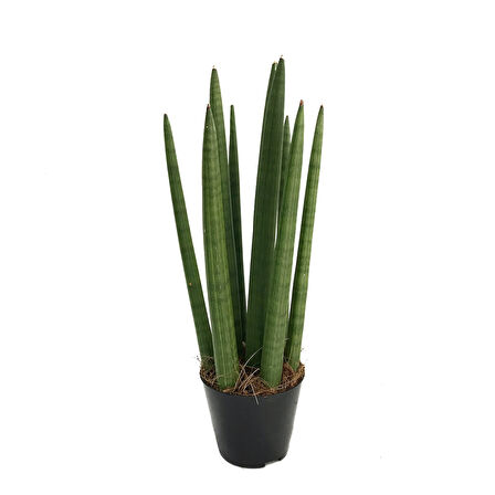 Sansevieria Cylindrica (Paşa Kılıcı)