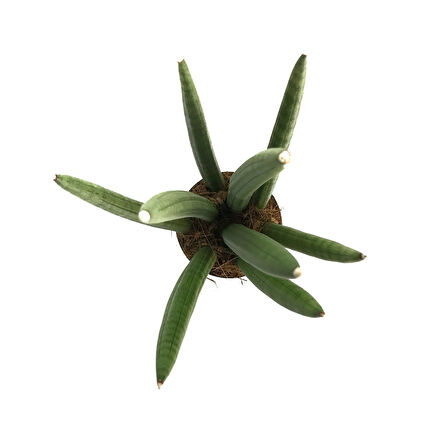 Sansevieria Cylindrica (Paşa Kılıcı)