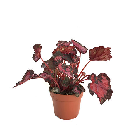 Begonia Rex 'Red Tango' (Begonia Çiçeği)