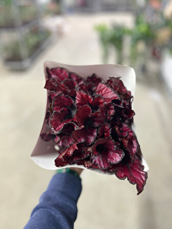 Begonia Rex 'Red Tango' (Begonia Çiçeği)