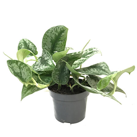 Scindapsus Pictus 'Exotica' (Potos Sarmaşığı)