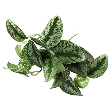 Scindapsus Pictus 'Exotica' (Potos Sarmaşığı)